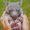 Lovely Baby Wombat Diamond Painting