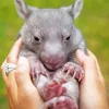 Lovely Baby Wombat Diamond Painting