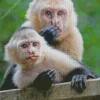 Mother Capuchin Monkey And Baby Diamond Painting