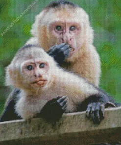 Mother Capuchin Monkey And Baby Diamond Painting