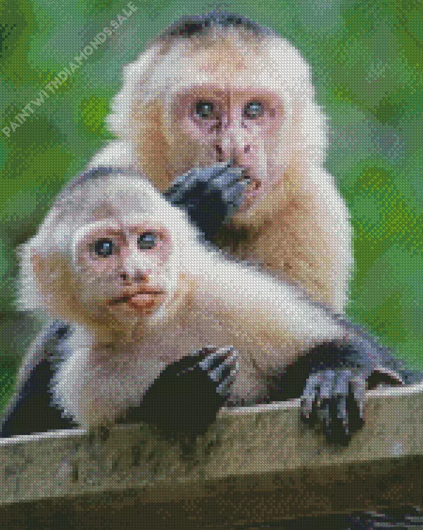 mother Capuchin Monkey and baby Diamond By Numbers Mother Capuchin Monkey And Baby Diamond Painting