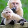 Mother Capuchin Monkey And Baby Diamond Painting