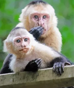 Mother Capuchin Monkey And Baby Diamond Painting