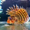Multicolor Lionfish Diamond Painting