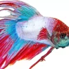 Multicolor Siamese Fighting Fish Diamond Painting