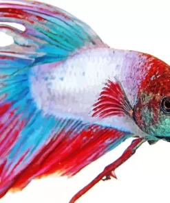 Multicolor Siamese Fighting Fish Diamond Painting