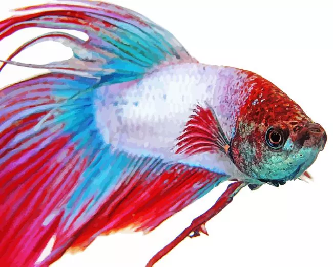 multicolor Siamese fighting fish Diamond With Numbers Multicolor Siamese Fighting Fish Diamond Painting