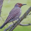 Northern Flicker Female Diamond Painting