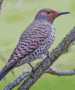 Northern Flicker Female Diamond Painting