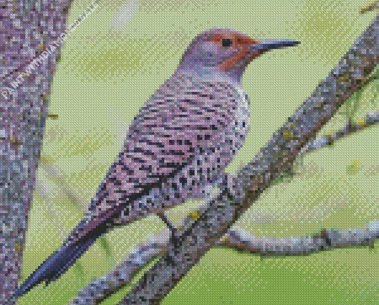 northern flicker female Diamond Dotz Northern Flicker Female Diamond Painting