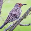 Northern Flicker Female Diamond Painting