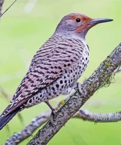 Northern Flicker Female Diamond Painting