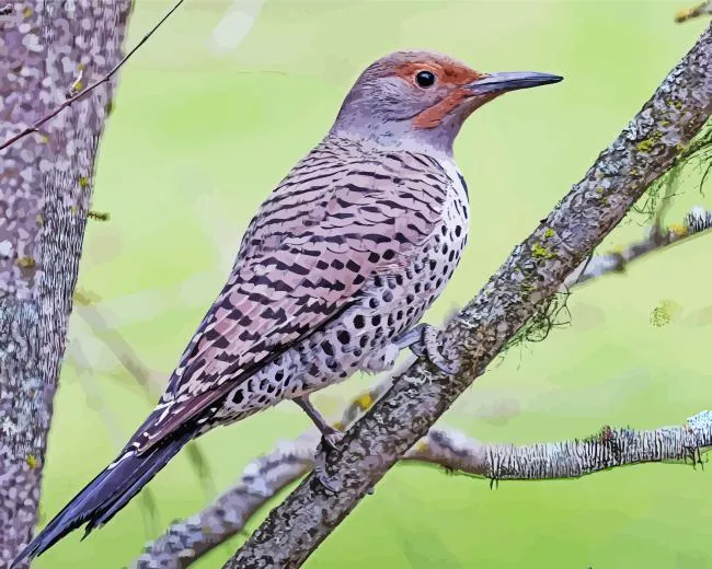 northern flicker female Diamond With Numbers Northern Flicker Female Diamond Painting