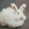 Old Fluffy Angora Rabbit Diamond Painting
