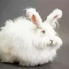Old Fluffy Angora Rabbit Diamond Painting