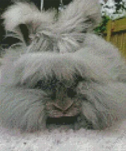 Old Grey Angora Rabbit Diamond Painting