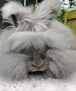Old Grey Angora Rabbit Diamond Painting