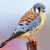 Orange American Kestrel Bird Diamond Painting