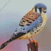 Orange American Kestrel Bird Diamond Painting