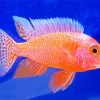 Orange Cichlid Diamond Painting