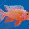 Orange Cichlid Diamond Painting