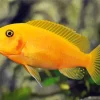 Orange Cichlid Fish Diamond Painting