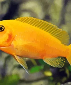 Orange Cichlid Fish Diamond Painting