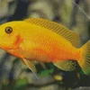 Orange Cichlid Fish Diamond Painting