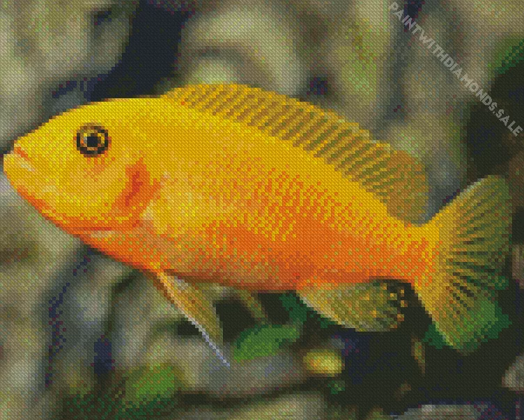 orange Cichlid fish Diamond With Numbers Orange Cichlid Fish Diamond Painting