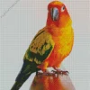 Orange Conure Bird Diamond Painting