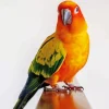 Orange Conure Bird Diamond Painting