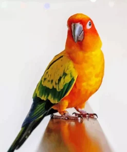 Orange Conure Bird Diamond Painting