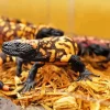 Orange Gila Monster Diamond Painting