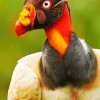 Orange King Vulture Diamond Painting