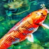Orange Koi Carp Diamond Painting