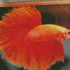 Orange Siamese Fighting Fish Diamond Painting