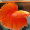 Orange Siamese Fighting Fish Diamond Painting