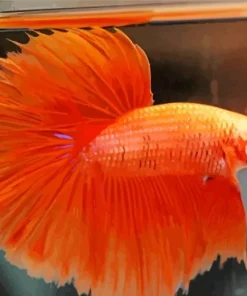 Orange Siamese Fighting Fish Diamond Painting