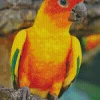 Orange And Green Conure Bird Diamond Painting