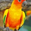 Orange And Green Conure Bird Diamond Painting