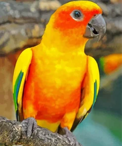 Orange And Green Conure Bird Diamond Painting