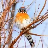 Orange And Grey American Kestrel Diamond Painting