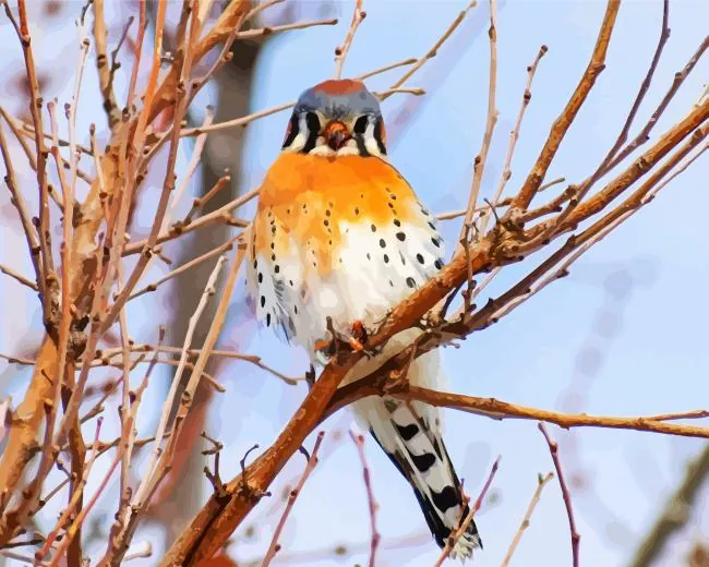 orange and grey American Kestrel Diamond By Numbers Orange And Grey American Kestrel Diamond Painting