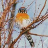 Orange And Grey American Kestrel Diamond Painting