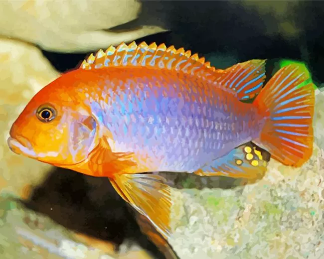 orange and purple Cichlid Diamond Paints Orange And Purple Cichlid Diamond Painting