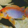 Orange And Purple Cichlid Diamond Painting