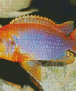 Orange And Purple Cichlid Diamond Painting