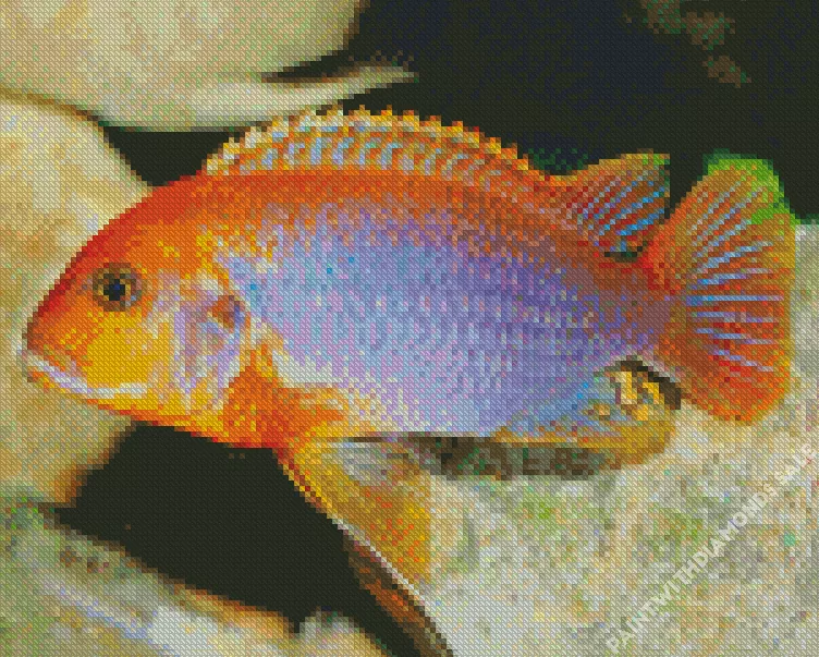 orange and purple Cichlid Diamond With Numbers Orange And Purple Cichlid Diamond Painting