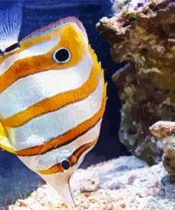 Orange And White Copperband Butterflyfish Diamond Painting