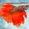 Orange Betta Fish Diamond Painting